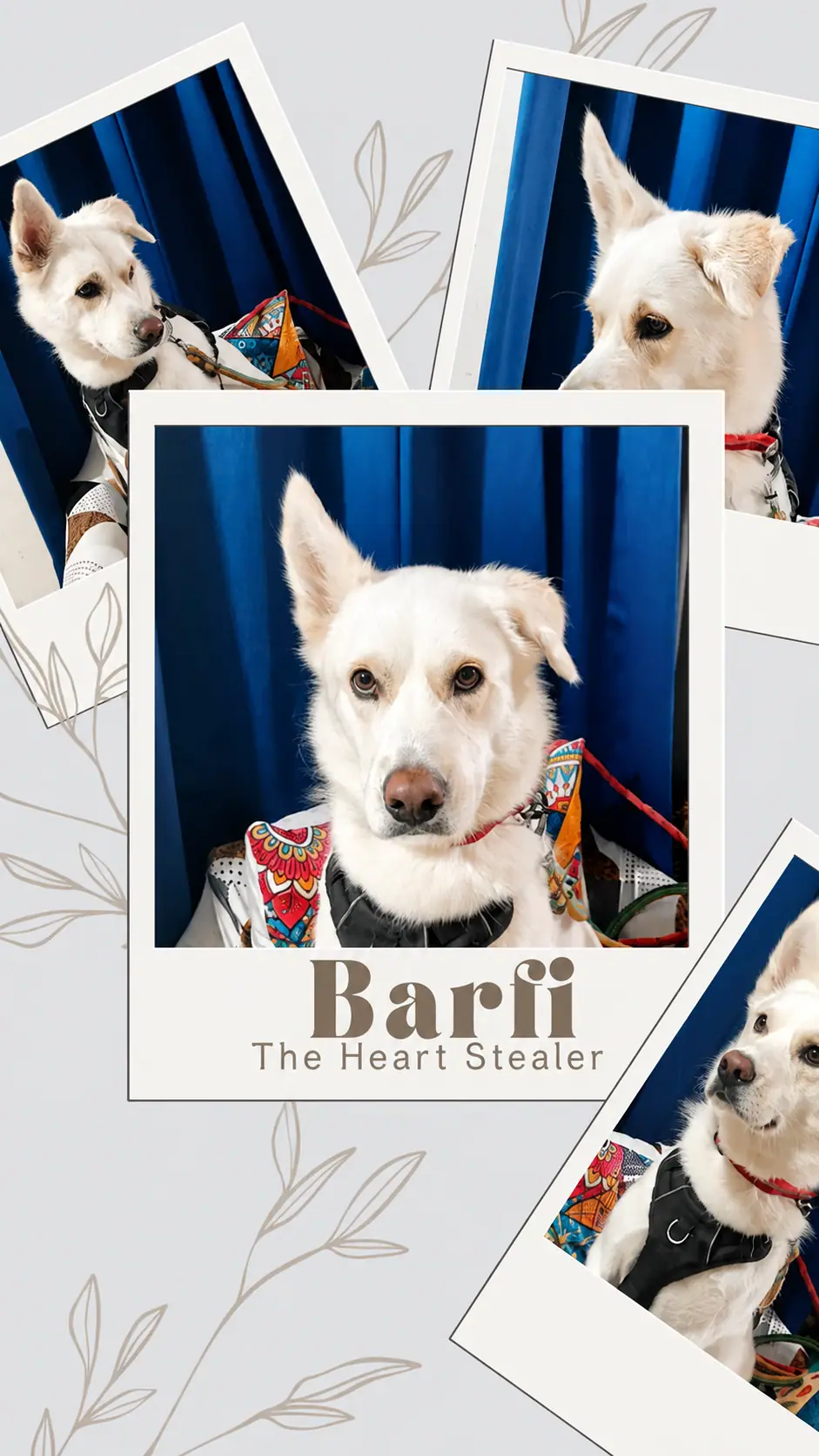 Guest dog barfi