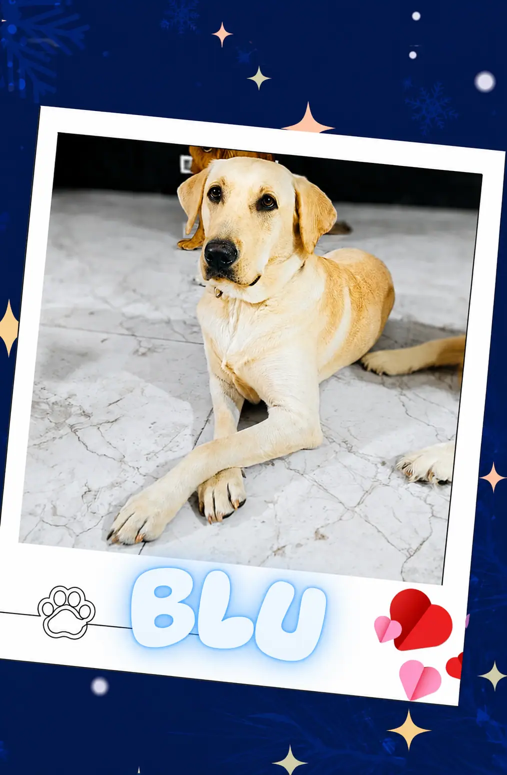 Guest dog blu
