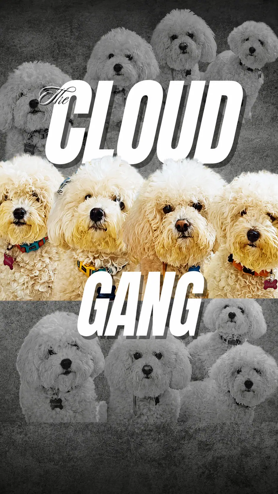 Guest dog cloud-gang