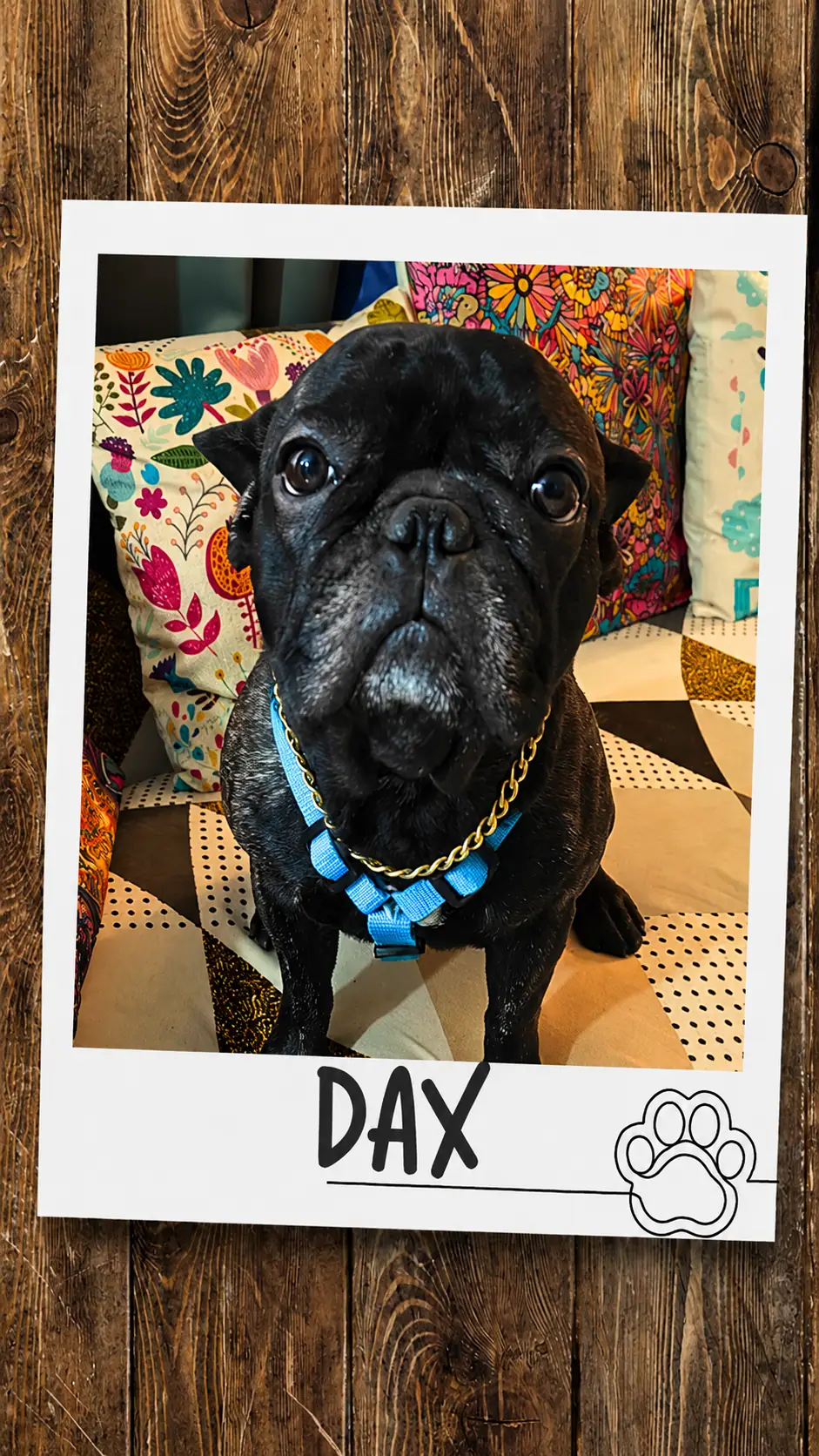 Guest dog dax
