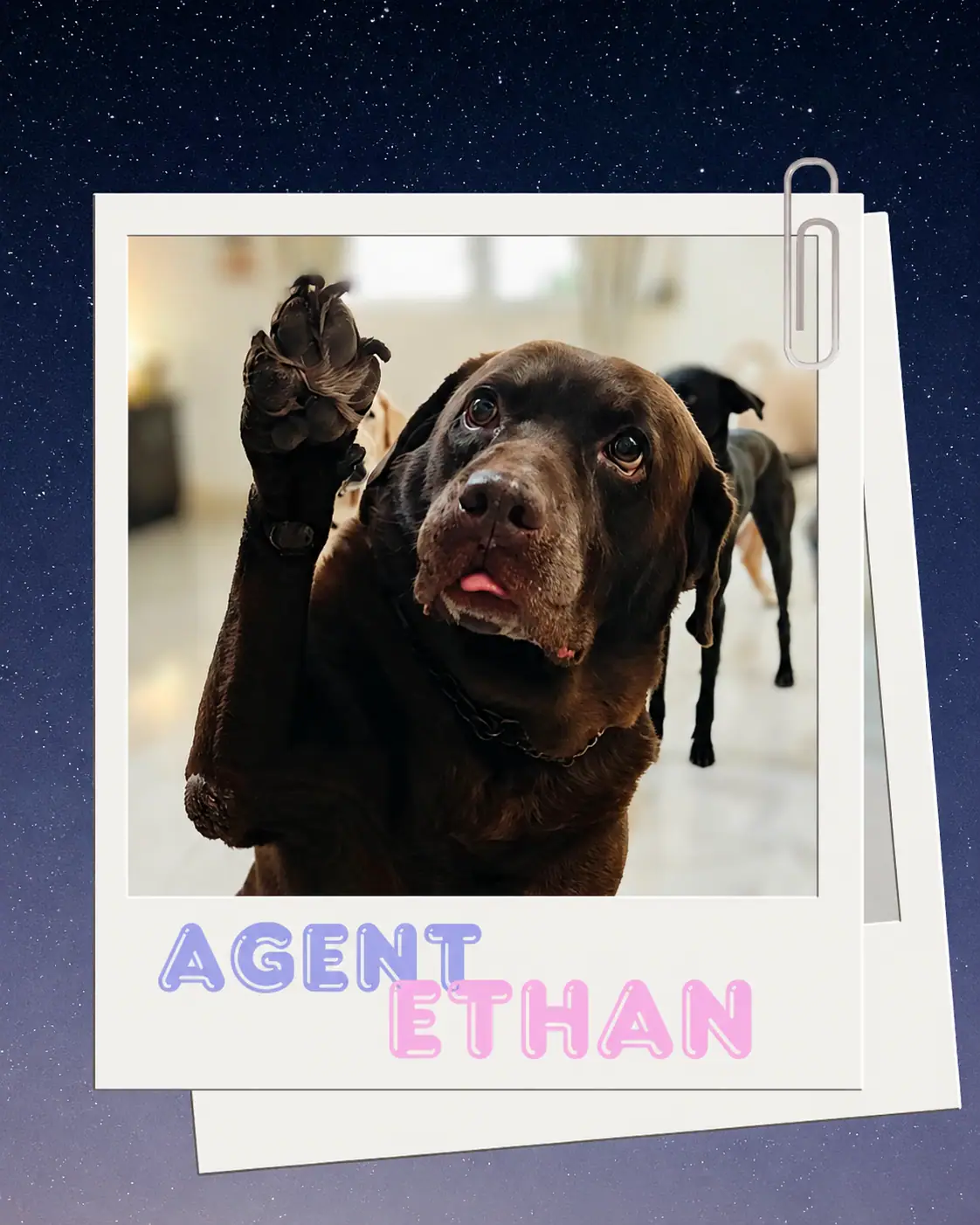 Guest dog ethan