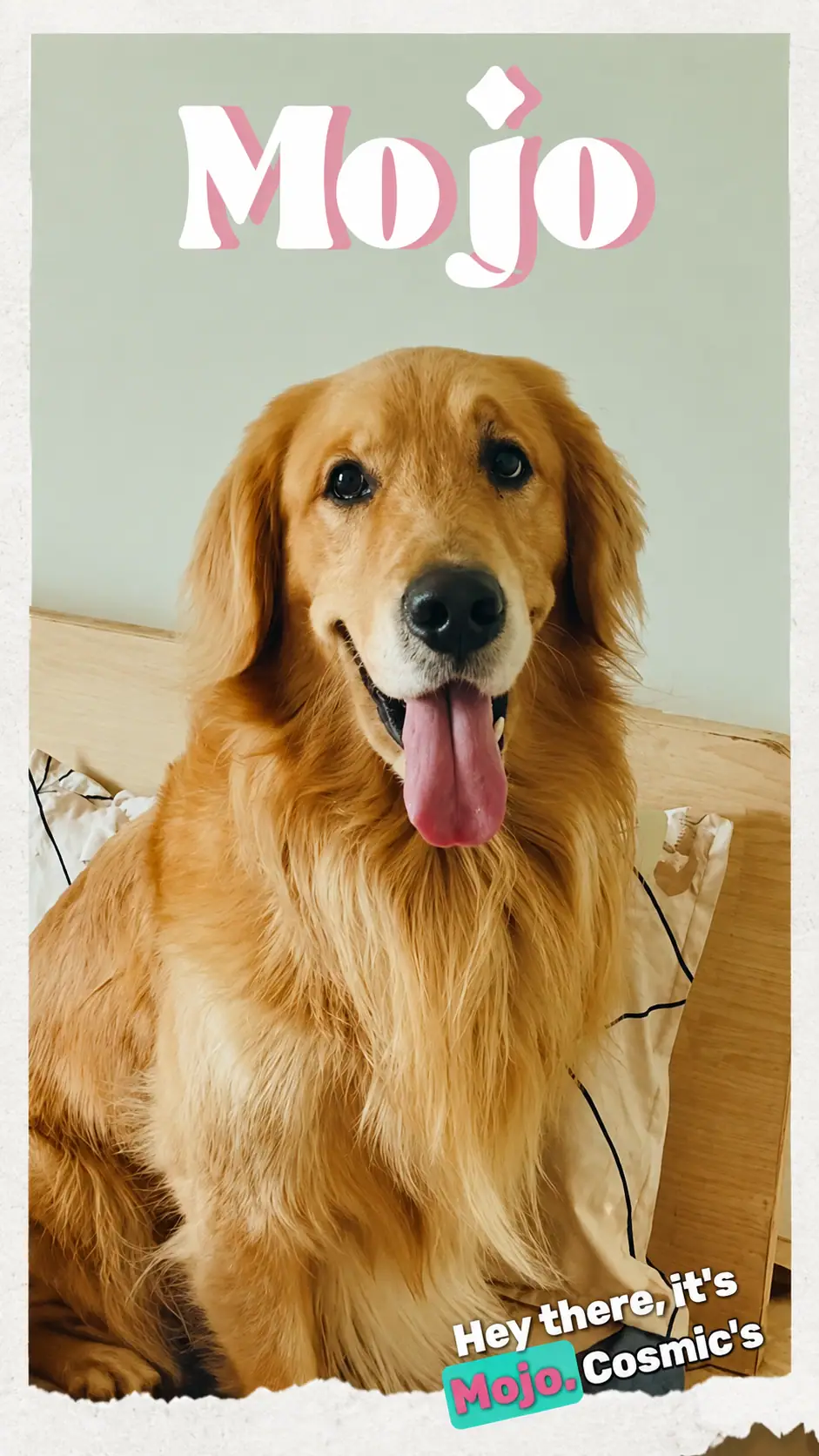 Guest dog mojo