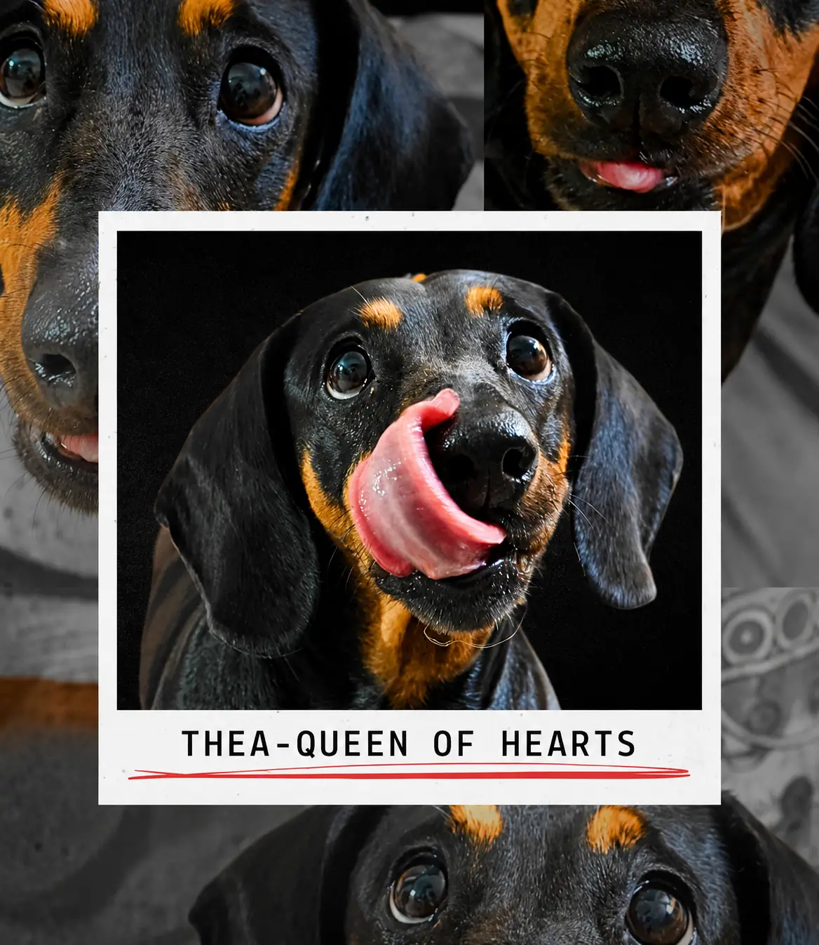 Guest dog thea