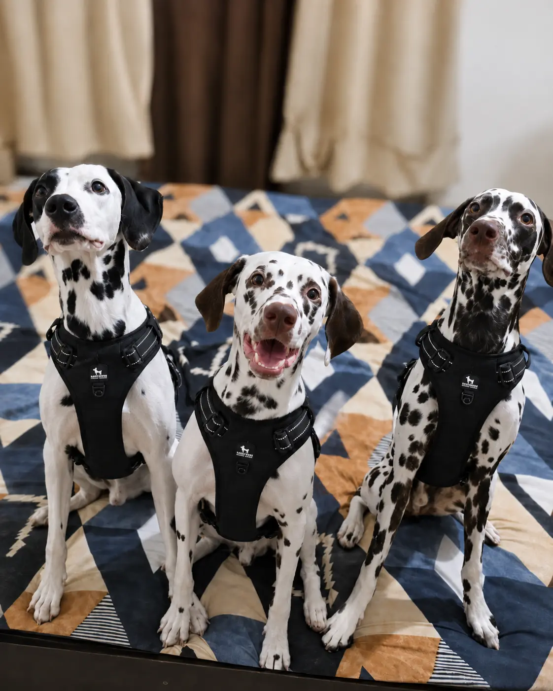 Three Dalmatians sitting together