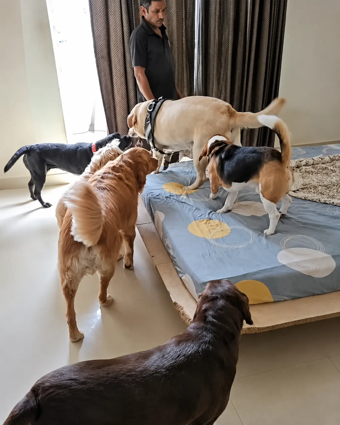 Dogs gathered together on a bed