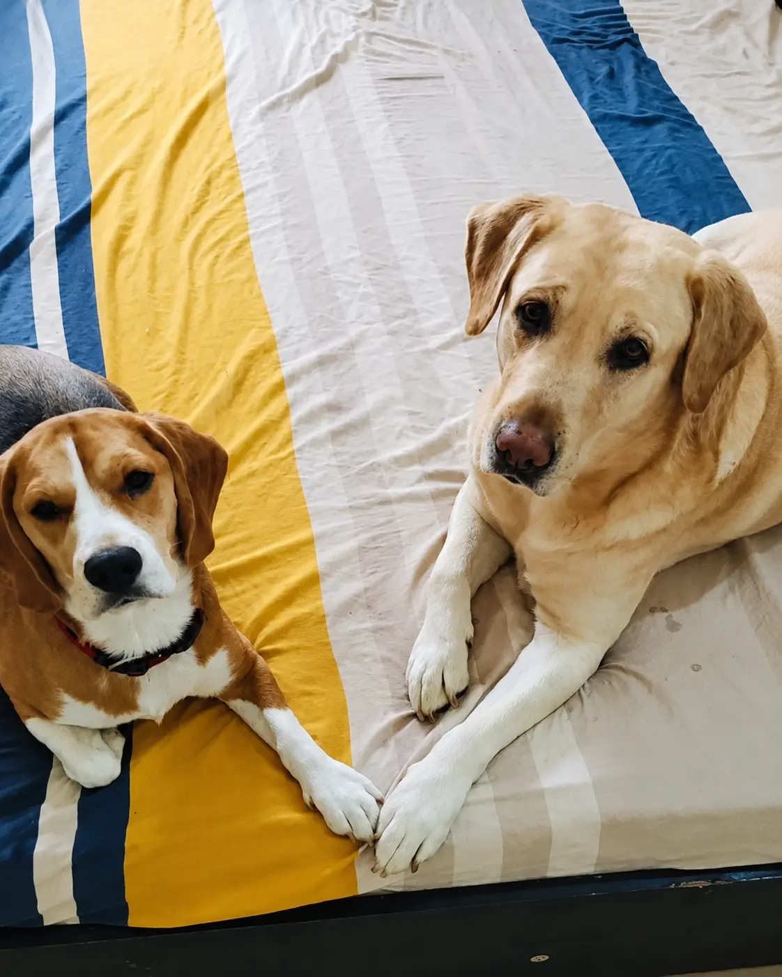 A beagle and Labrador resting together on a bed