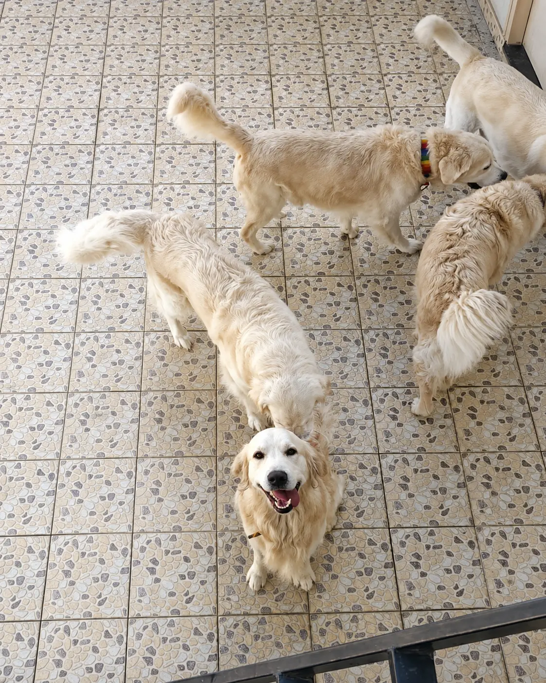 Dogs gathered together in a tiled area