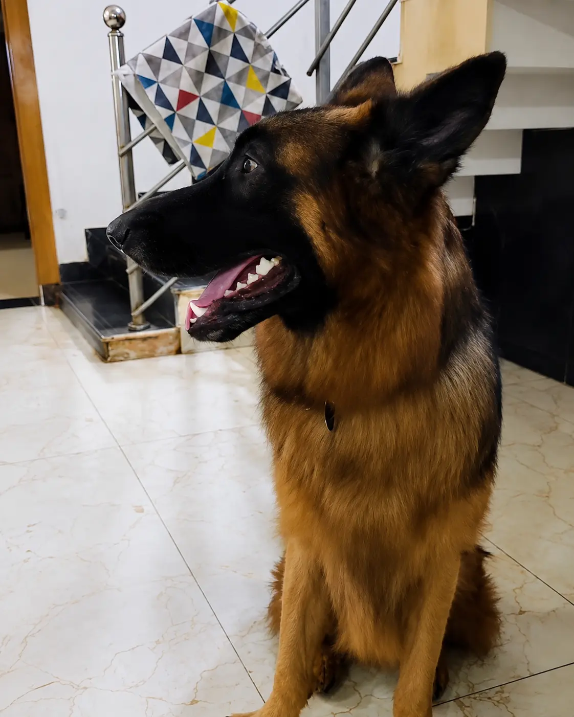 A German shepherd looking toward the camera