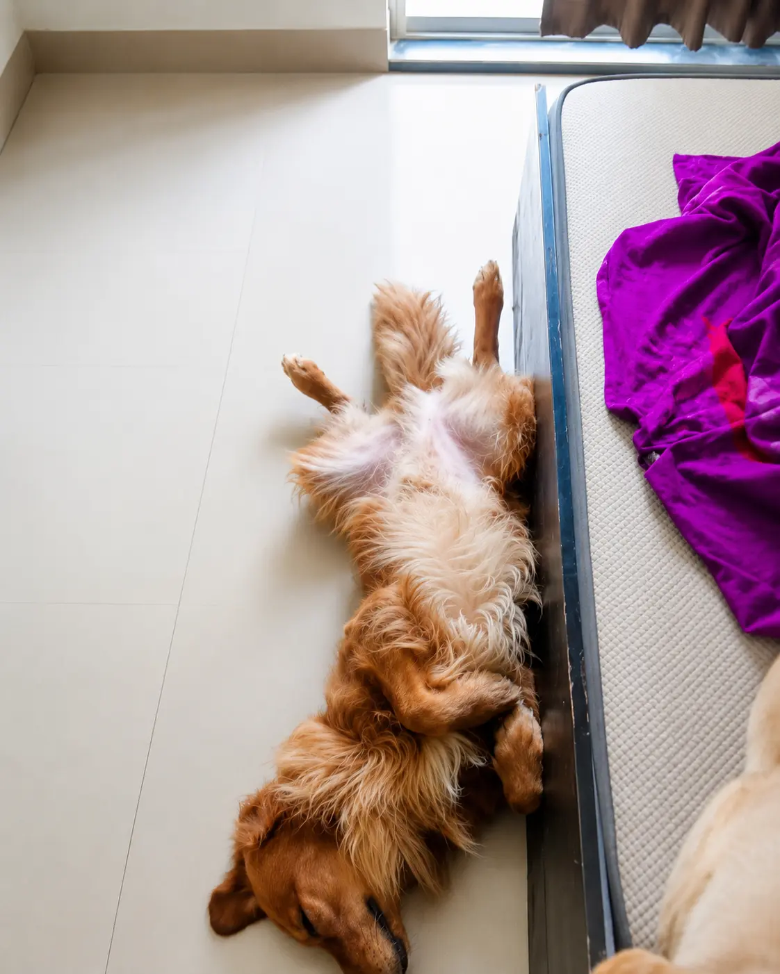 A golden retriever resting beside a bed