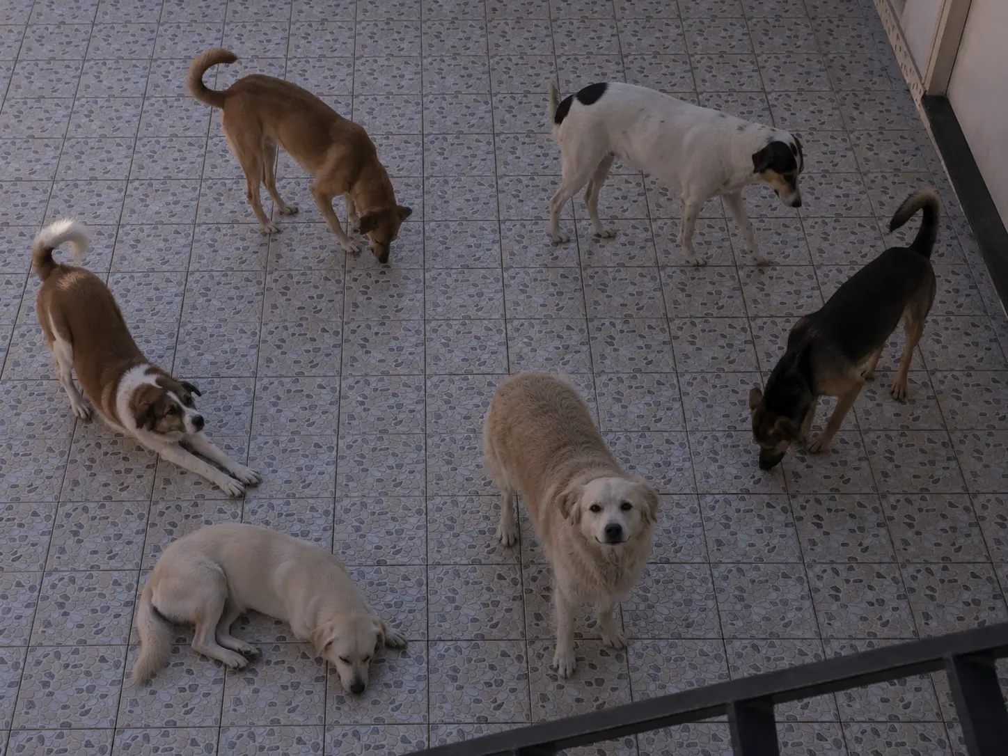 Dogs on a terrace at the start of the day.
