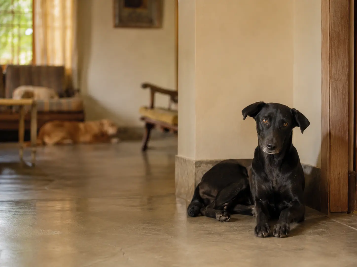 Black dog resting by a doorway with other dogs in the background