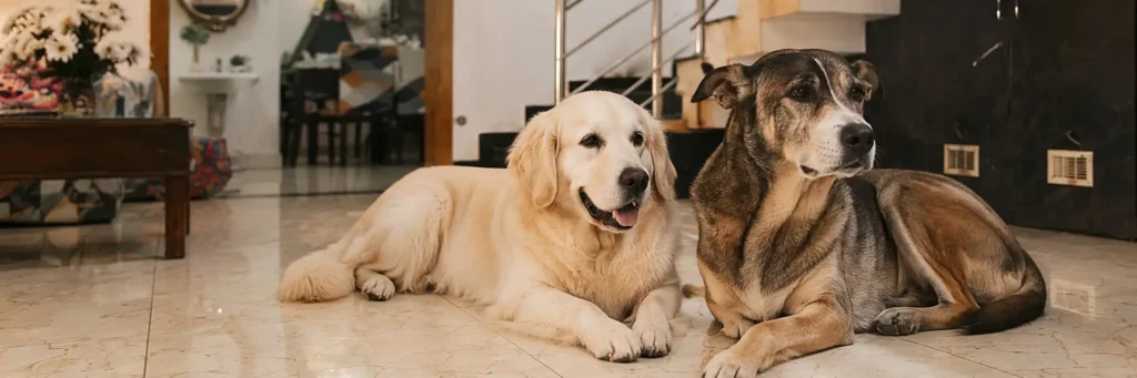 Asteroid Jr. and another dog resting side by side inside the Stay Floofy home.