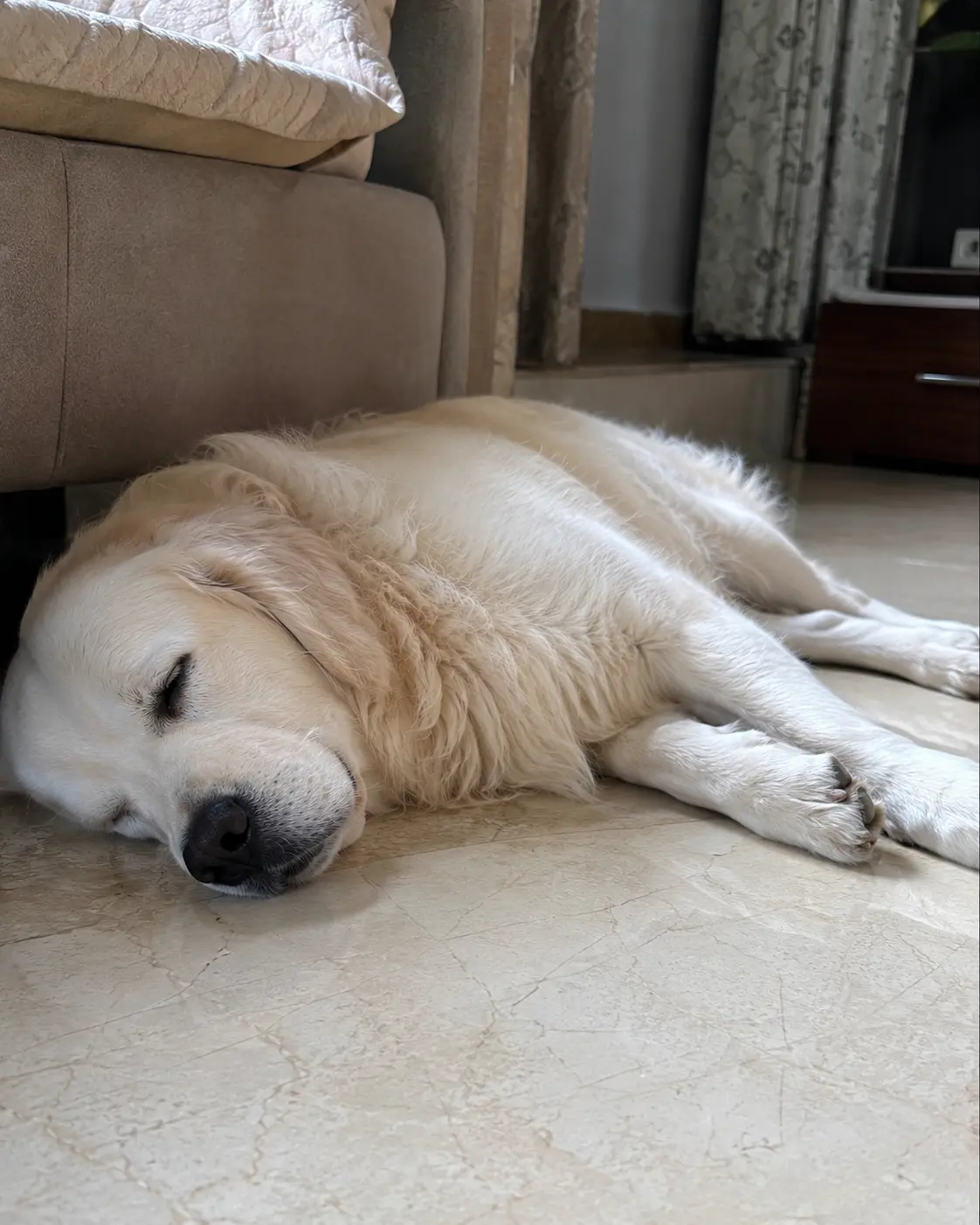 Golden retriever sleeping beside a sofa