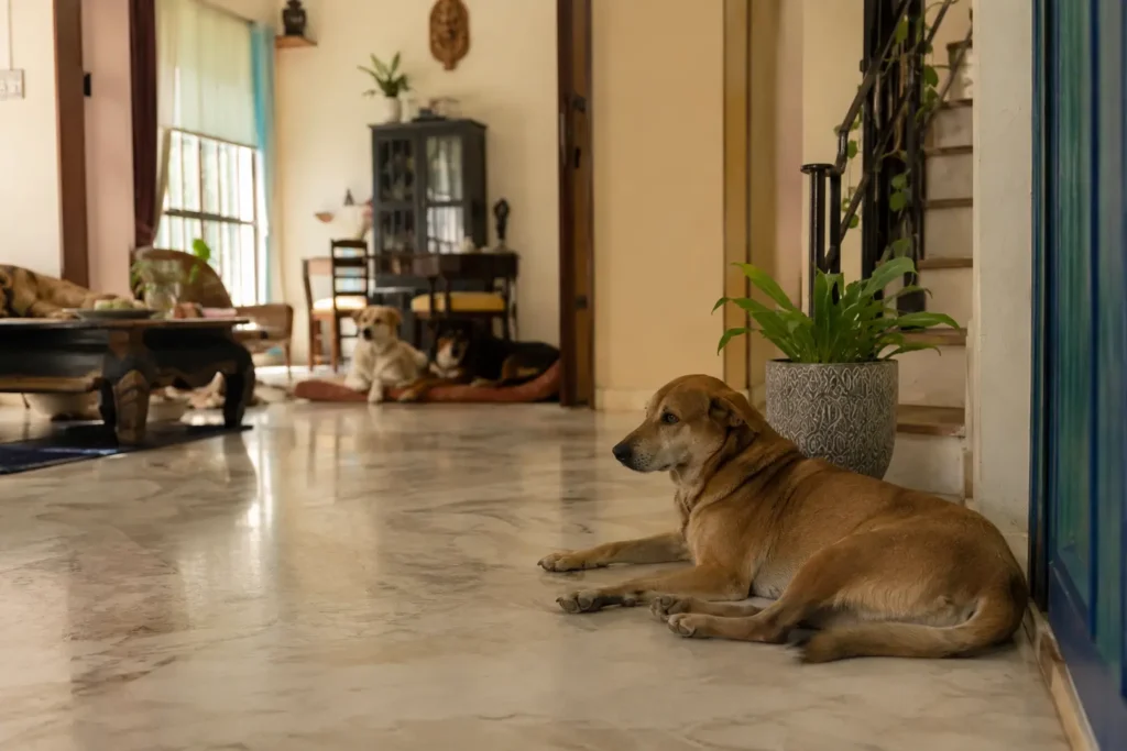 Dog resting independently while other dogs relax farther inside the Stay Floofy home.